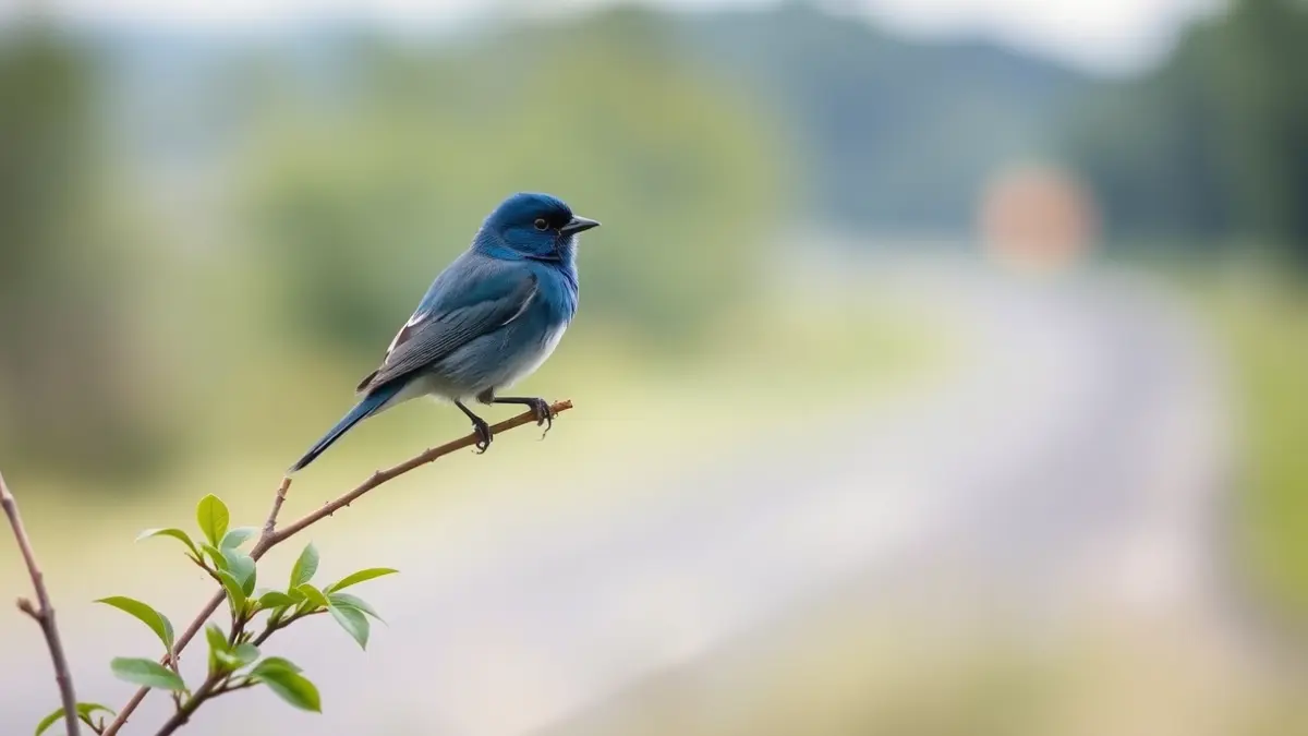 Image of a blue finch, an endemic bird of the Canary Islands.