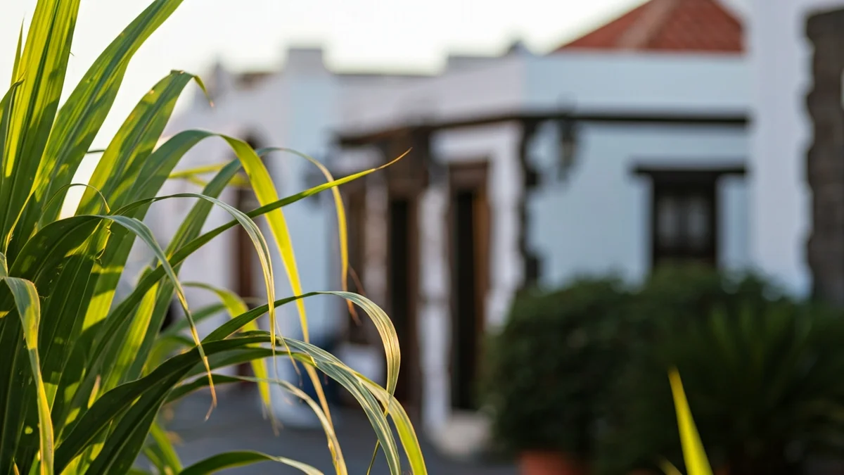 Sugar cane, symbol of Jinámar's agricultural tradition.
