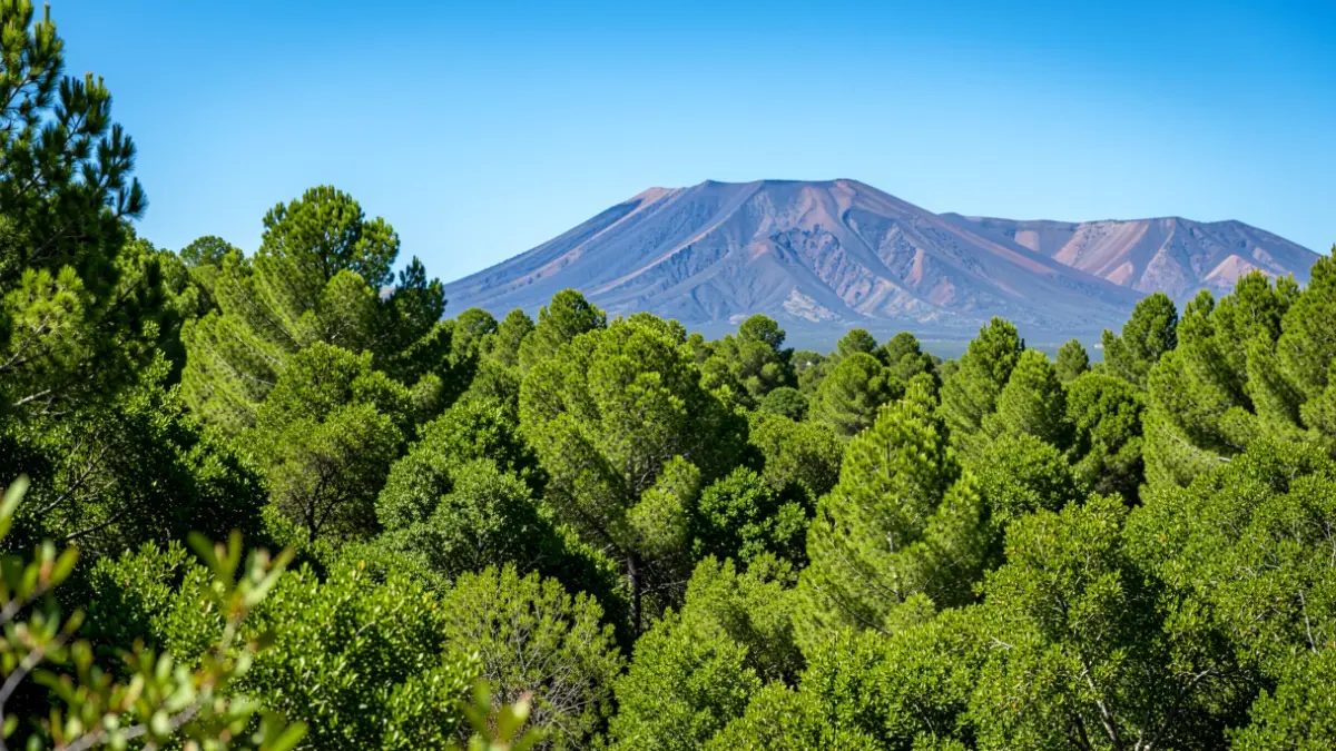 Imagen genérica de un bosque frondoso en Gran Canaria, con montañas volcánicas al fondo, indicando riesgo de incendio.