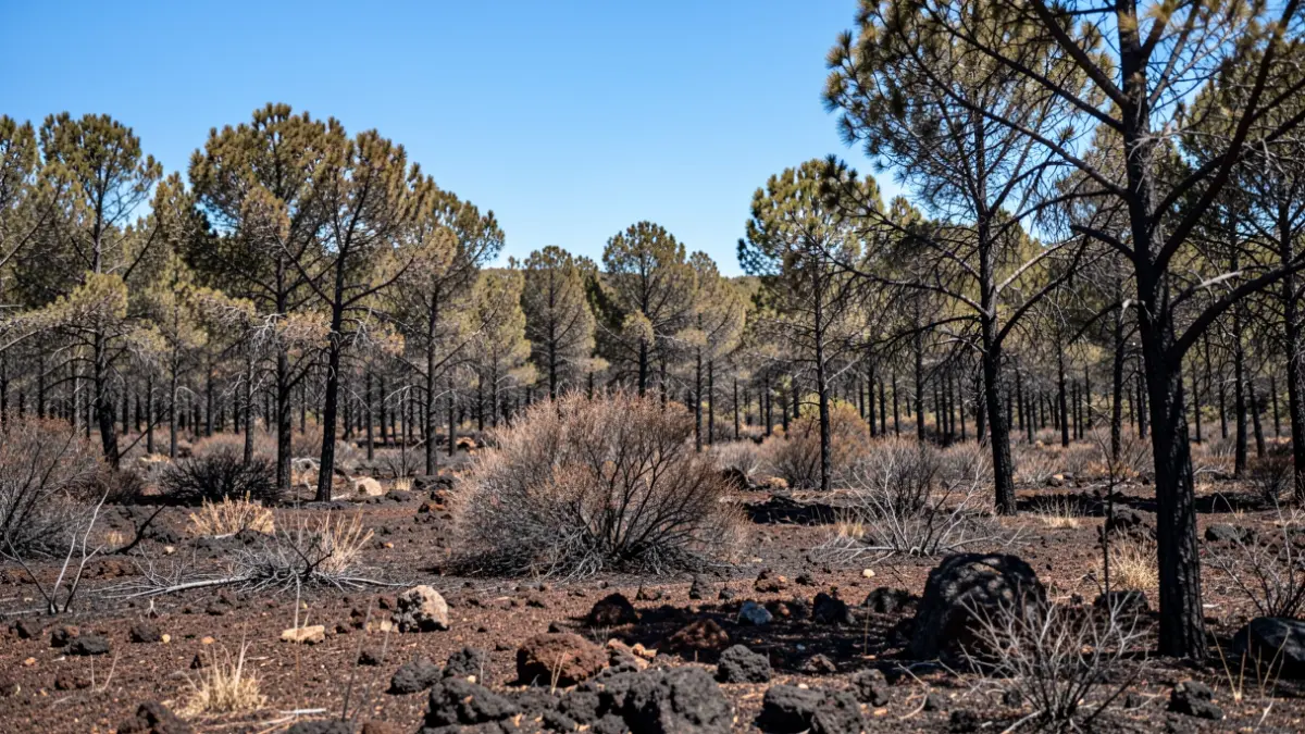 Imagen genérica de un bosque seco en Gran Canaria con suelo volcánico, indicando alto riesgo de incendio.