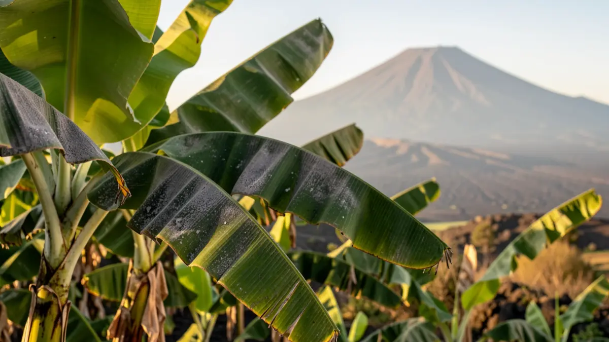 Banana plantations in La Palma affected by volcanic ash.