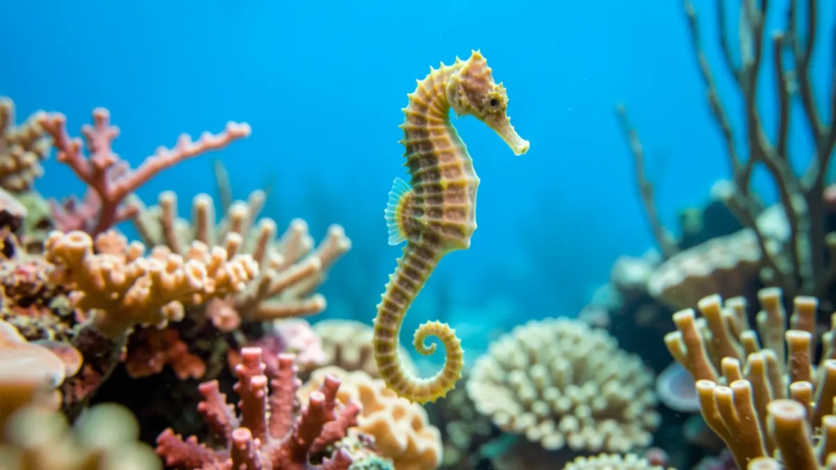 Seahorse swimming in clear waters with coral reefs.