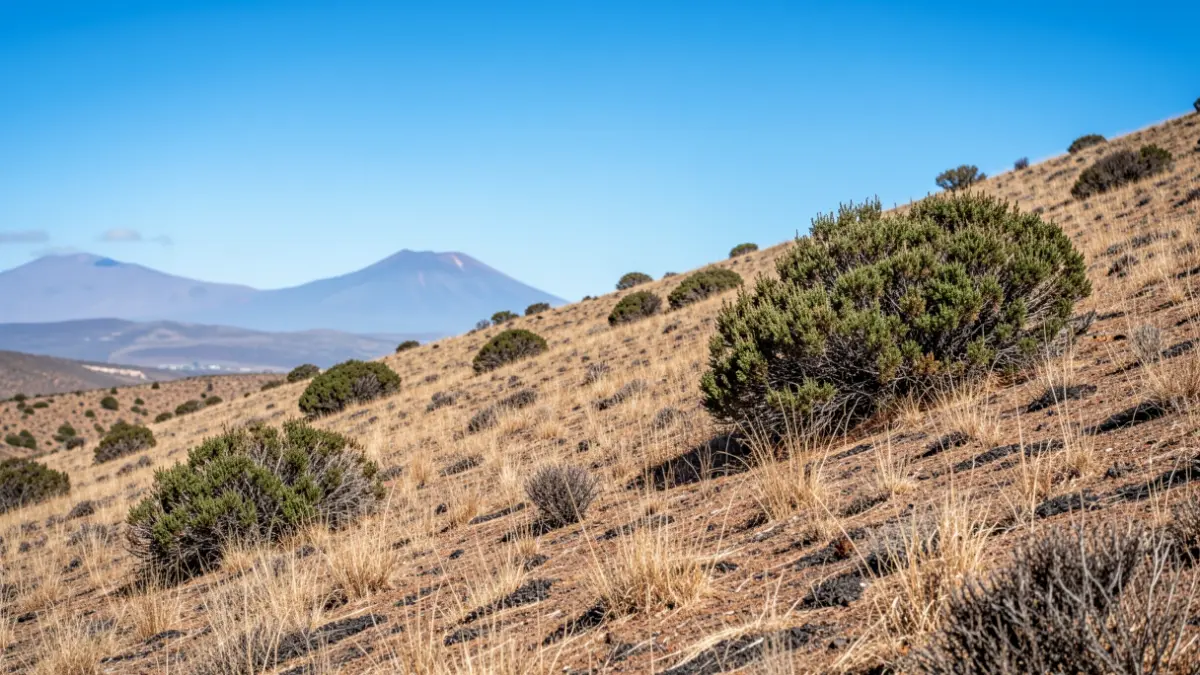 Generic image of a dry and green hillside in Gran Canaria, with vegetation that could pose a fire risk.