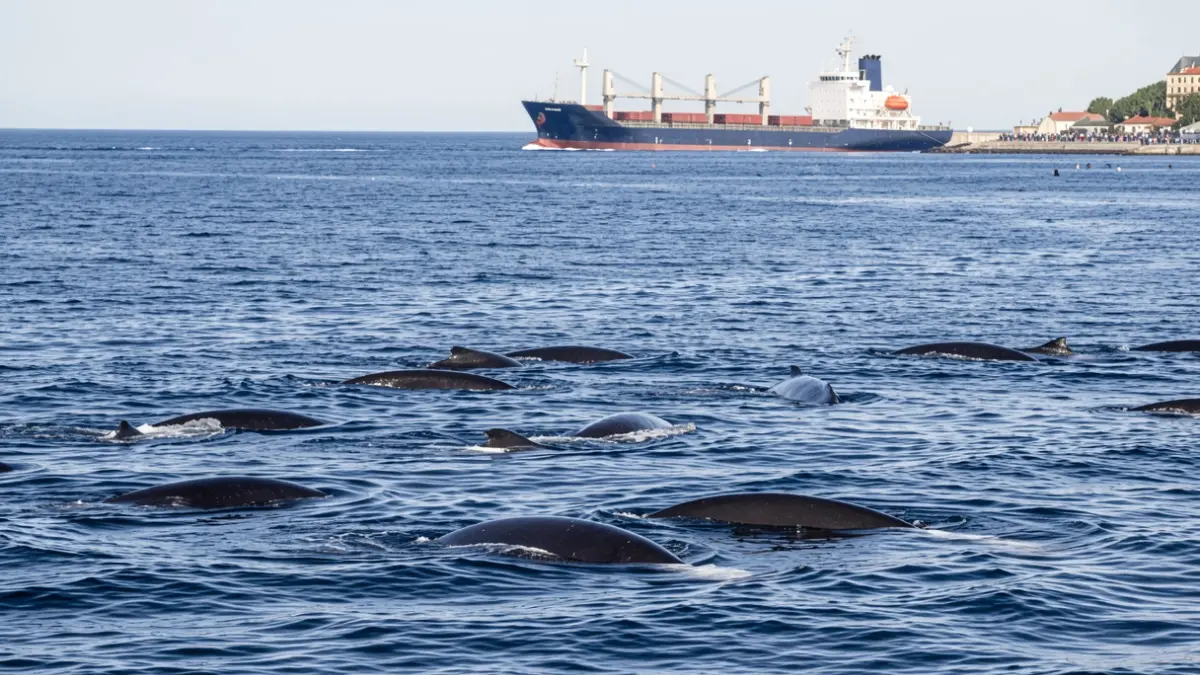 Generic image of cetaceans swimming in the ocean with a cargo ship in the background.