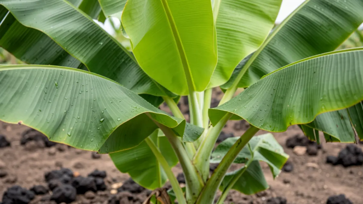 Close-up of a banana plant with green leaves and water droplets.