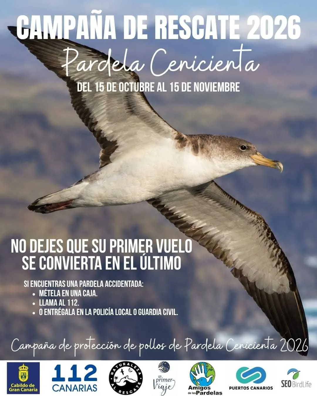 Apagado de luces en Agaete para proteger la pardela cenicienta