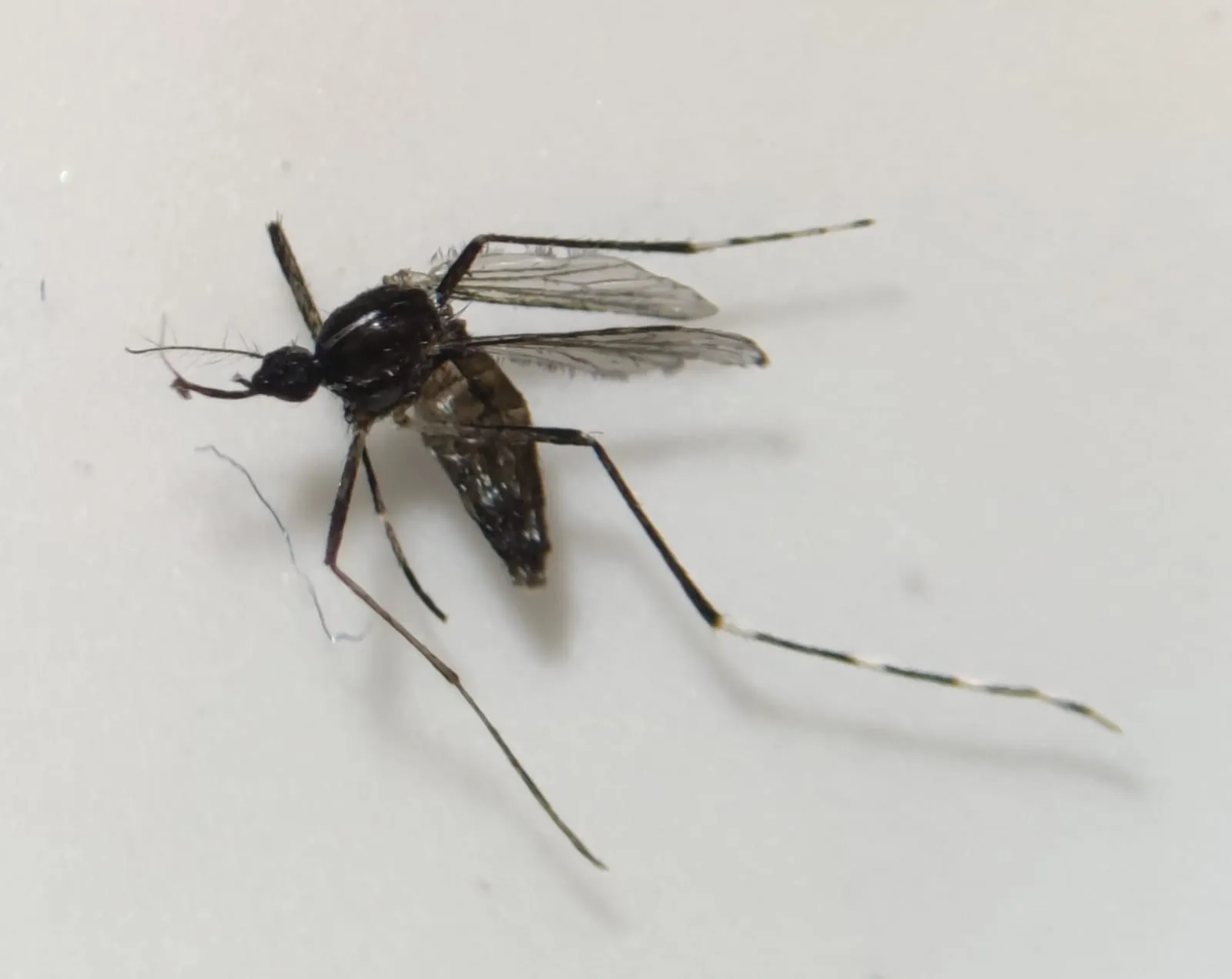 Detectan mosquitos tigre en Mogán, Gran Canaria