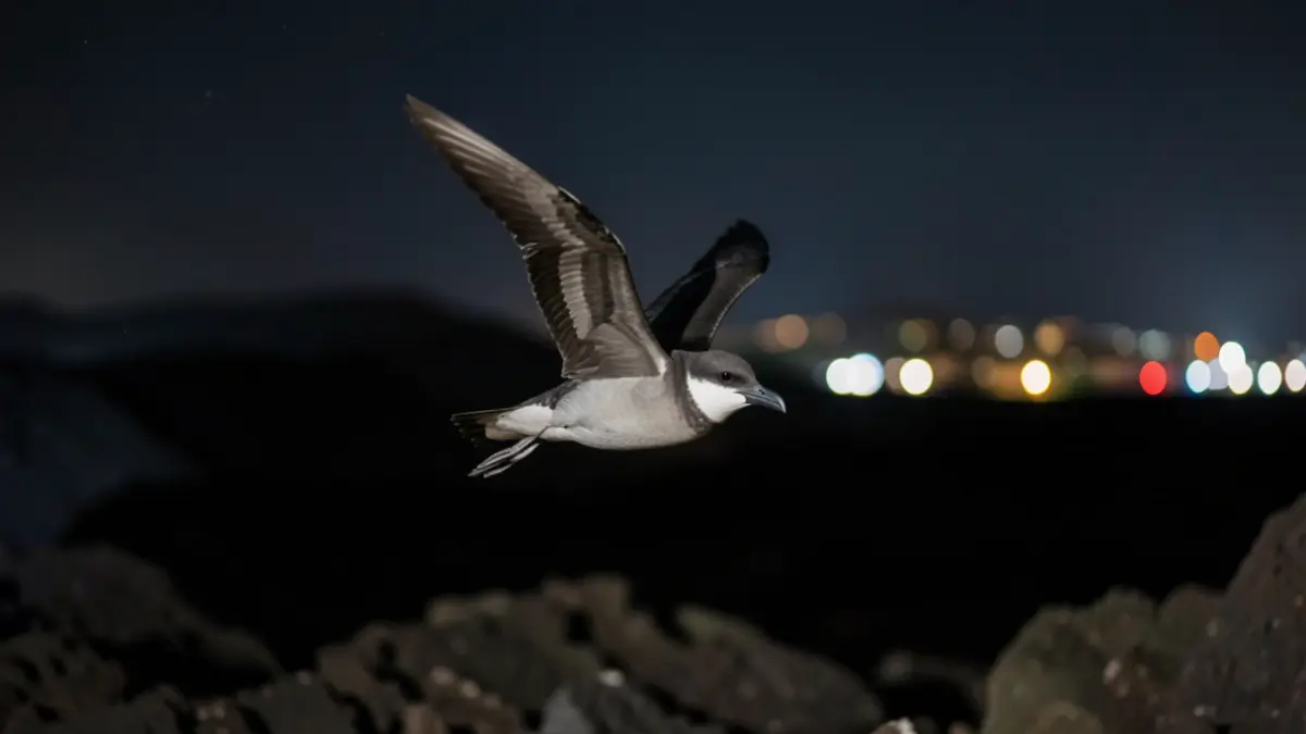 Shearwater bird flying at night, disoriented by light pollution.